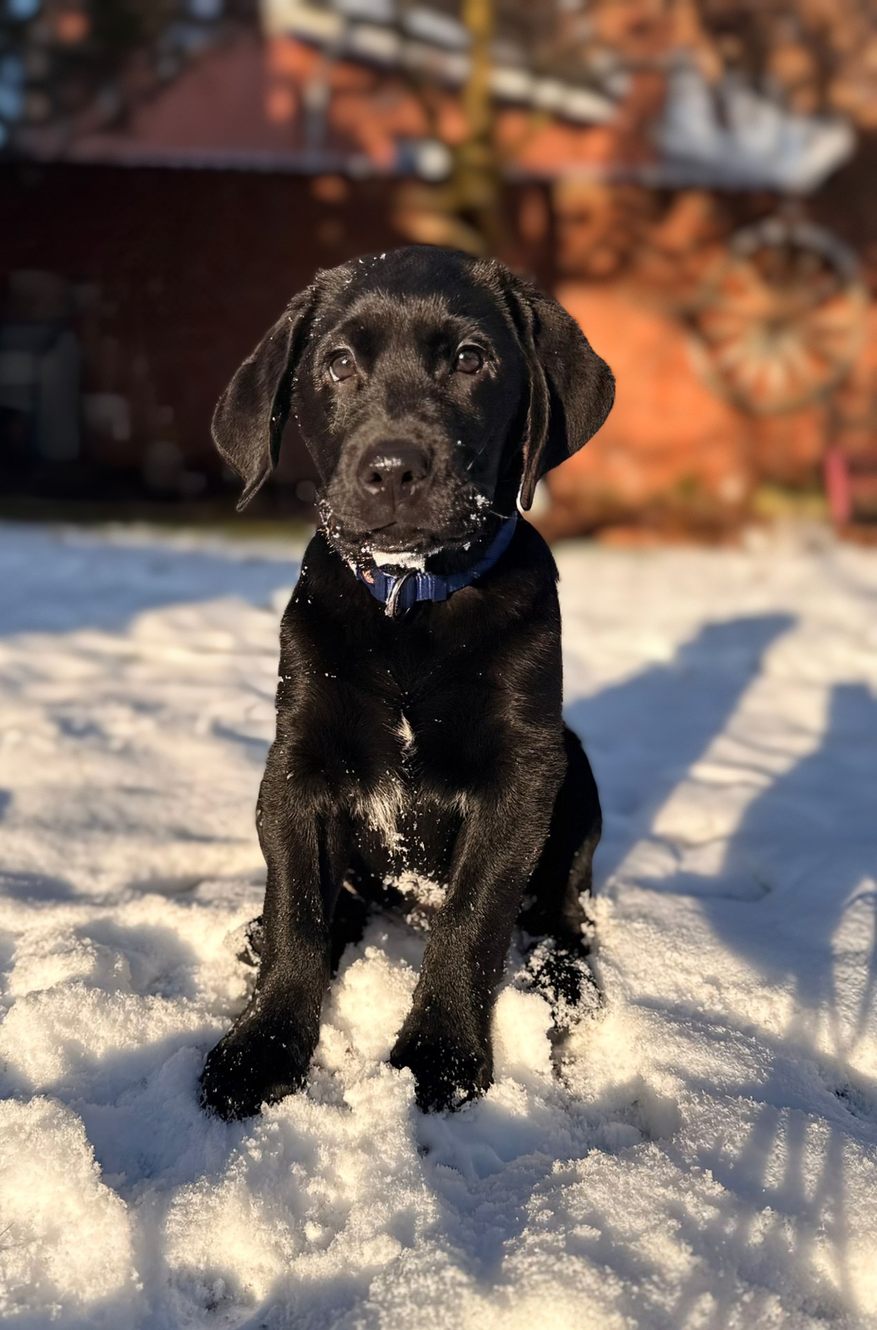 Orion vom Lehmannsfelsen