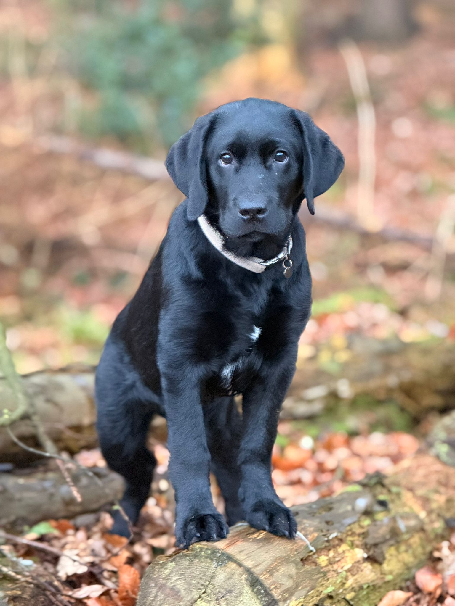 Orion vom Lehmannsfelsen 